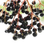Elderberries