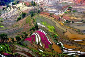 terraced rice fields in china