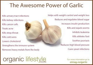 garlic infographic