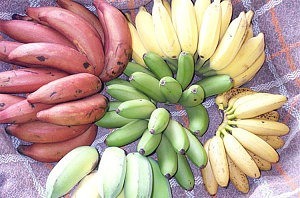 banana varieties