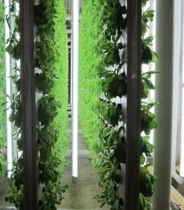 hydroponics 2