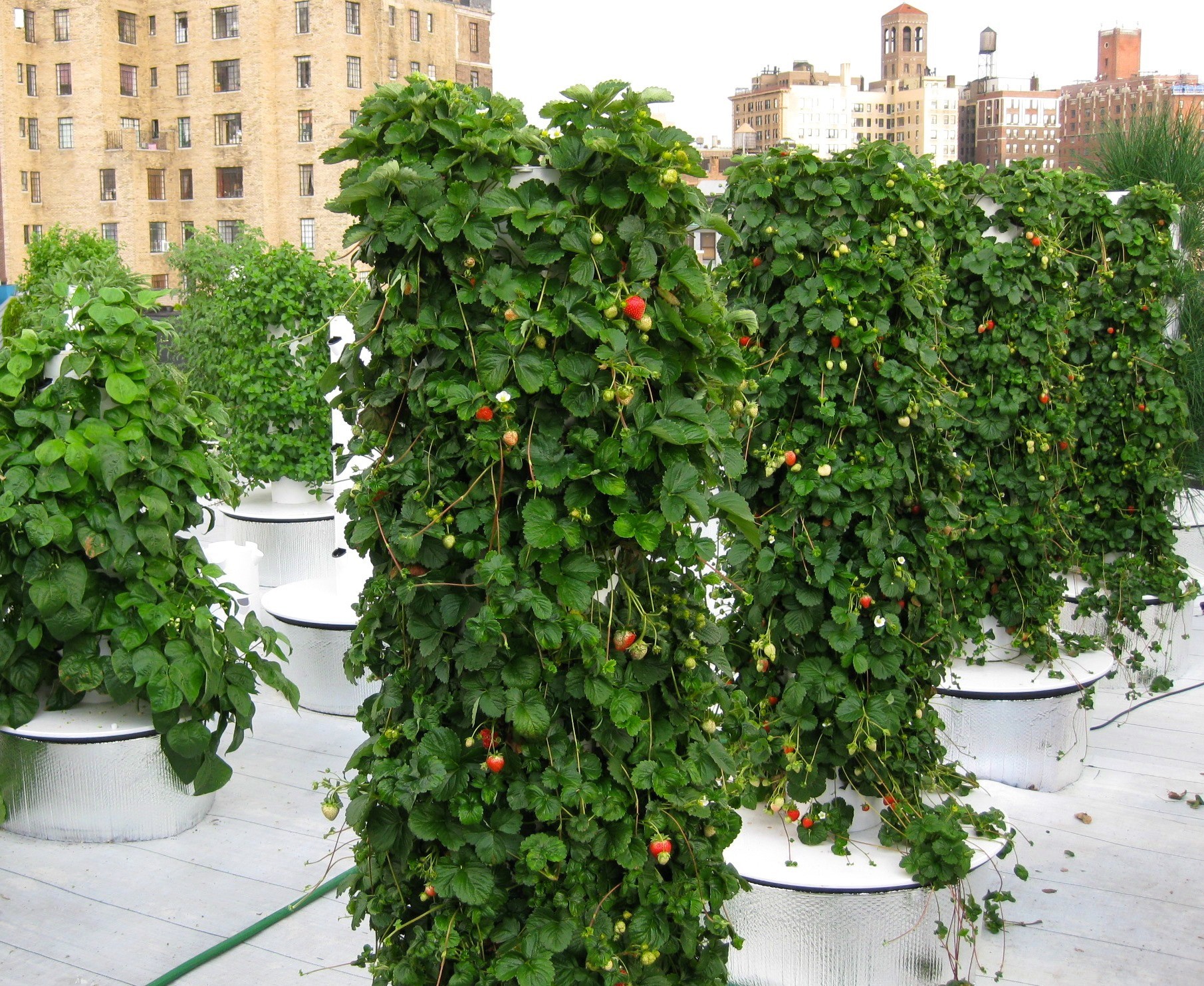 How Vertical Gardening Could Help Save The World