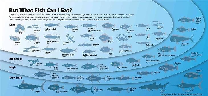 Mercury in seafood- Where does it come from? Infographic