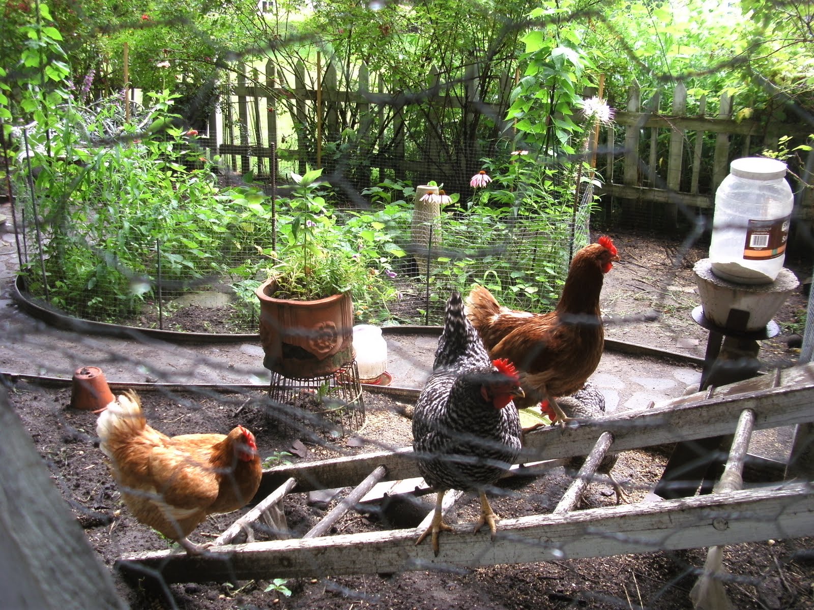 The Benefits of Backyard Chickens