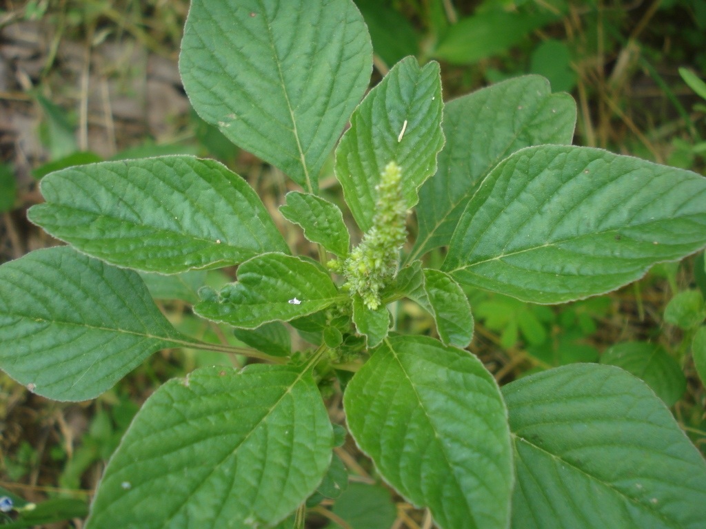 Amaranth Invasive Invasive Weeds You Can, and Should, Be Eating – Easy Foraging