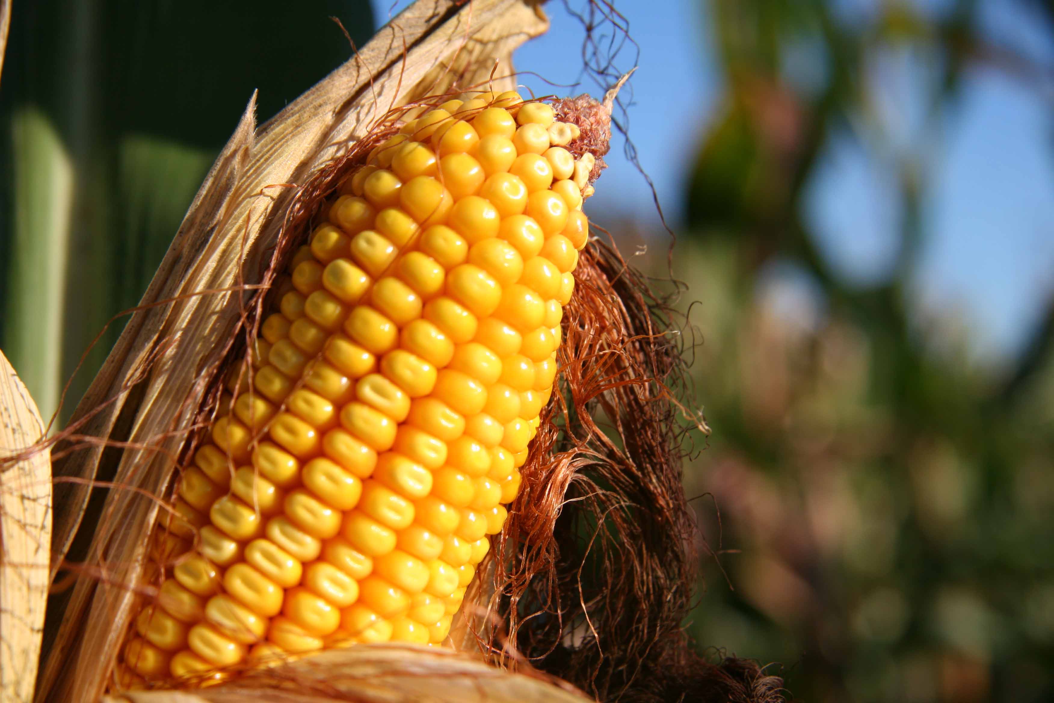 Mexico to Phase-Out GMO Corn and Glyphosate.